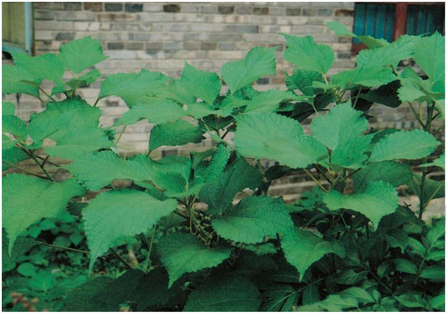 单穗升麻-天目山药用植物-图片